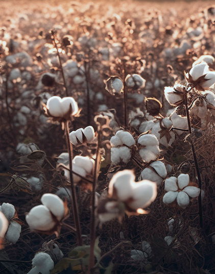 raw_material